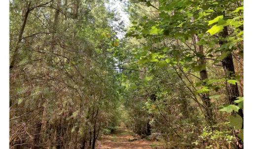 Photo of SOLD!!  24 Acres of Waterfront Lot off Farnham Creek in Richmond County VA!