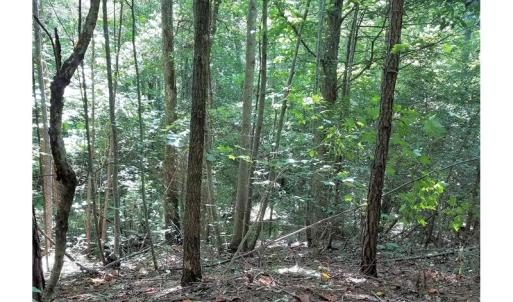 Photo of SOLD!!  24 Acres of Waterfront Lot off Farnham Creek in Richmond County VA!