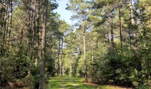 Photo of SOLD!!  24 Acres of Waterfront Lot off Farnham Creek in Richmond County VA!