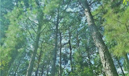 Photo of SOLD!!  24 Acres of Waterfront Lot off Farnham Creek in Richmond County VA!
