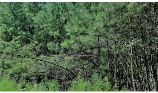 Photo of SOLD!!  24 Acres of Waterfront Lot off Farnham Creek in Richmond County VA!