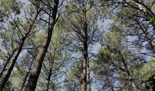 Photo of SOLD!!  24 Acres of Waterfront Lot off Farnham Creek in Richmond County VA!