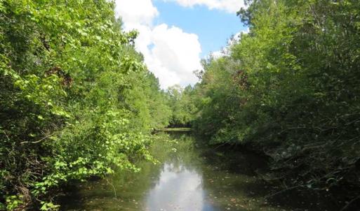 Photo of SOLD!  43 Acres of Hunting and Timber Land For Sale in Columbus County NC!