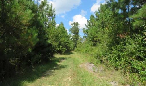 Photo of SOLD!  43 Acres of Hunting and Timber Land For Sale in Columbus County NC!