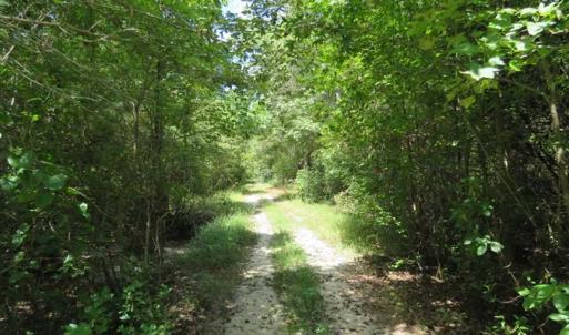 Photo of SOLD!  43 Acres of Hunting and Timber Land For Sale in Columbus County NC!