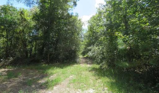 Photo of SOLD!  43 Acres of Hunting and Timber Land For Sale in Columbus County NC!