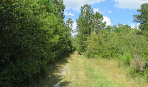 Photo of SOLD!  43 Acres of Hunting and Timber Land For Sale in Columbus County NC!