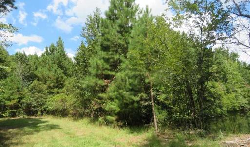 Photo of SOLD!  43 Acres of Hunting and Timber Land For Sale in Columbus County NC!