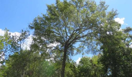 Photo of SOLD!  43 Acres of Hunting and Timber Land For Sale in Columbus County NC!