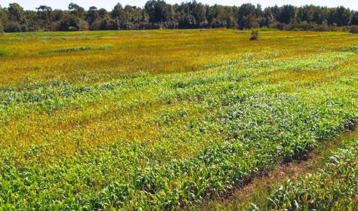 Photo of 251 Acres of Recreational Hunting Land with Lodge For Sale in Hyde County NC!