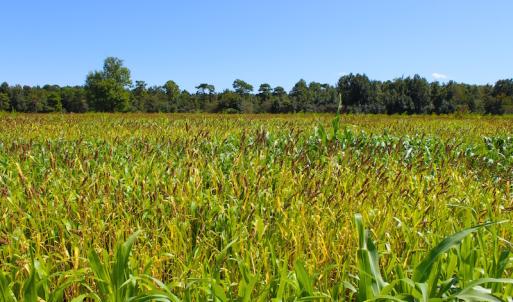 Photo of 251 Acres of Recreational Hunting Land with Lodge For Sale in Hyde County NC!