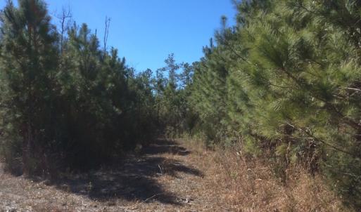 Photo of UNDER CONTRACT!  1.24 Acre Waterfront Lot For Sale on the Bay River in Pamlico County NC!