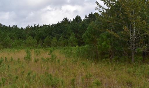 Photo of UNDER CONTRACT!  16 Acres of Hunting Land For Sale in Accomack County VA!