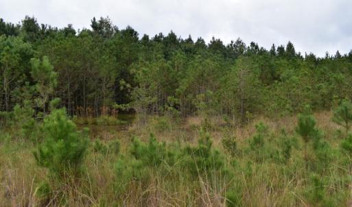 Photo of UNDER CONTRACT!  16 Acres of Hunting Land For Sale in Accomack County VA!