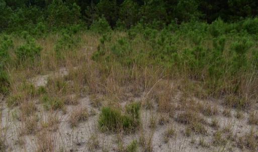 Photo of UNDER CONTRACT!  16 Acres of Hunting Land For Sale in Accomack County VA!