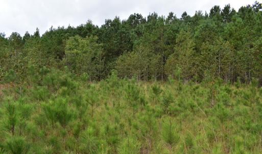 Photo of UNDER CONTRACT!  16 Acres of Hunting Land For Sale in Accomack County VA!