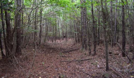 Photo of UNDER CONTRACT!  16 Acres of Hunting Land For Sale in Accomack County VA!
