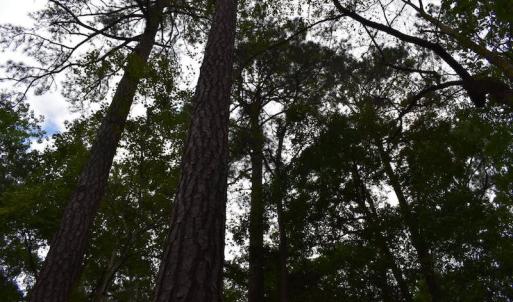 Photo of UNDER CONTRACT!  16 Acres of Hunting Land For Sale in Accomack County VA!