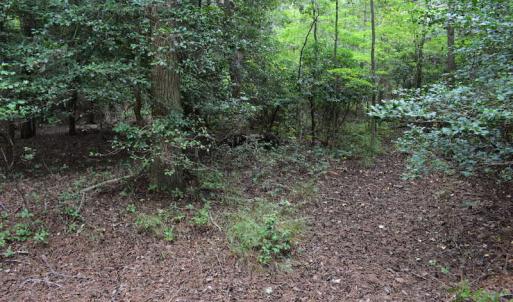 Photo of UNDER CONTRACT!  16 Acres of Hunting Land For Sale in Accomack County VA!