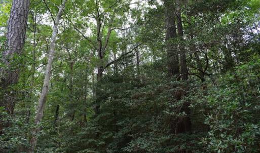 Photo of UNDER CONTRACT!  16 Acres of Hunting Land For Sale in Accomack County VA!