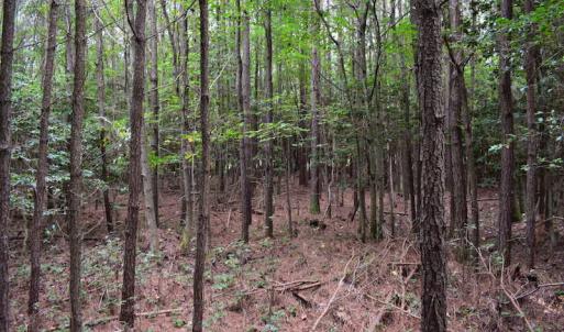 Photo of UNDER CONTRACT!  16 Acres of Hunting Land For Sale in Accomack County VA!