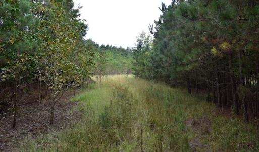 Photo of UNDER CONTRACT!  16 Acres of Hunting Land For Sale in Accomack County VA!