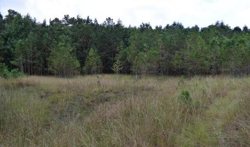 Photo of UNDER CONTRACT!  16 Acres of Hunting Land For Sale in Accomack County VA!