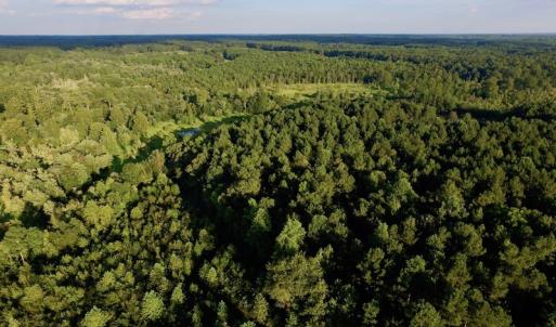 Photo of UNDER CONTRACT!  104 Acres of Timber Land For Sale in Franklin County NC!
