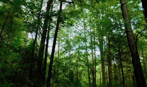 Photo of UNDER CONTRACT!  104 Acres of Timber Land For Sale in Franklin County NC!