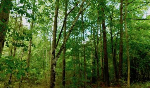 Photo of UNDER CONTRACT!  104 Acres of Timber Land For Sale in Franklin County NC!