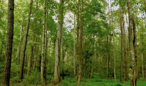 Photo of UNDER CONTRACT!  104 Acres of Timber Land For Sale in Franklin County NC!