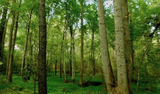 Photo of UNDER CONTRACT!  104 Acres of Timber Land For Sale in Franklin County NC!