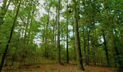 Photo of UNDER CONTRACT!  104 Acres of Timber Land For Sale in Franklin County NC!