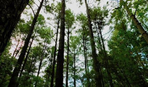 Photo of UNDER CONTRACT!  104 Acres of Timber Land For Sale in Franklin County NC!