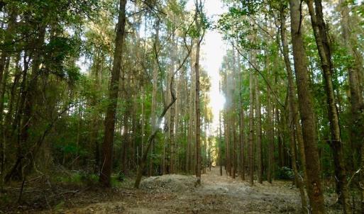 Photo of UNDER CONTRACT!  104 Acres of Timber Land For Sale in Franklin County NC!