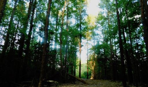 Photo of UNDER CONTRACT!  104 Acres of Timber Land For Sale in Franklin County NC!