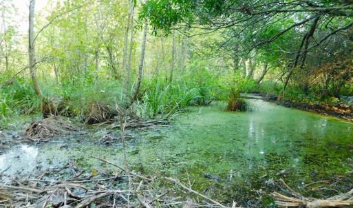 Photo of UNDER CONTRACT!  104 Acres of Timber Land For Sale in Franklin County NC!