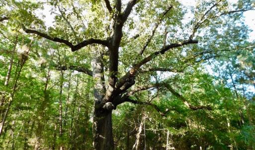 Photo of UNDER CONTRACT!  104 Acres of Timber Land For Sale in Franklin County NC!