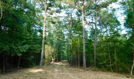 Photo of UNDER CONTRACT!  104 Acres of Timber Land For Sale in Franklin County NC!