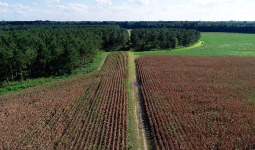 Photo of UNDER CONTRACT!  650 Acres of Farm and Timber Land For Sale in Halifax County NC!