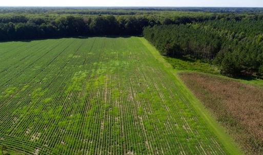 Photo of UNDER CONTRACT!  650 Acres of Farm and Timber Land For Sale in Halifax County NC!