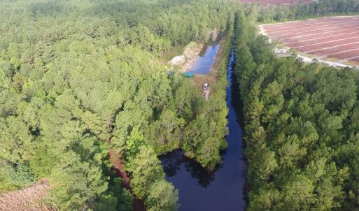 Photo of UNDER CONTRACT!  16 Acres of Hunting and Timber Land For Sale in Columbus County NC!