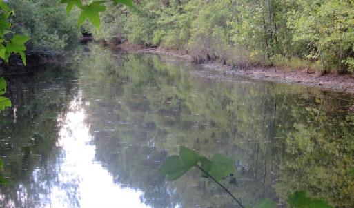 Photo of UNDER CONTRACT!  16 Acres of Hunting and Timber Land For Sale in Columbus County NC!