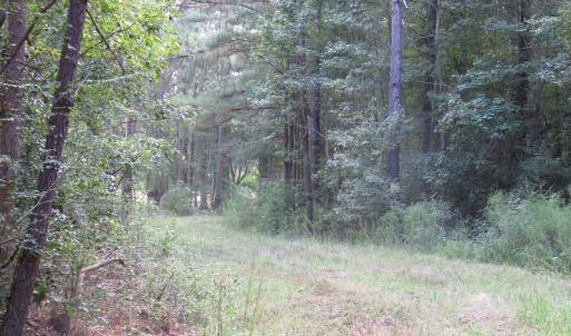 Photo of UNDER CONTRACT!  16 Acres of Hunting and Timber Land For Sale in Columbus County NC!