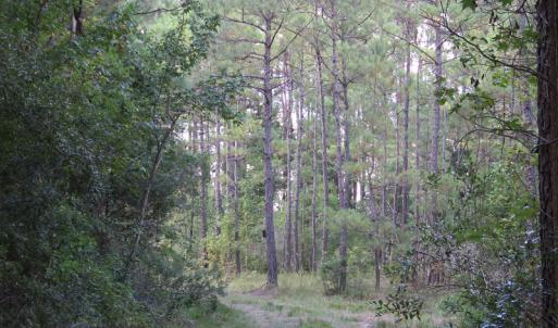 Photo of UNDER CONTRACT!  16 Acres of Hunting and Timber Land For Sale in Columbus County NC!