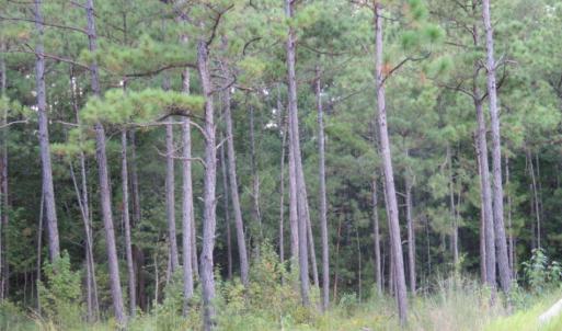 Photo of UNDER CONTRACT!  16 Acres of Hunting and Timber Land For Sale in Columbus County NC!