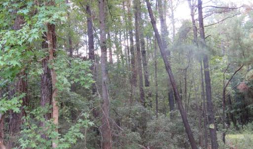 Photo of UNDER CONTRACT!  16 Acres of Hunting and Timber Land For Sale in Columbus County NC!