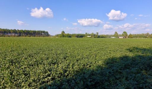 Photo of UNDER CONTRACT!  61.43 Acres of Farm and Timber Land For Sale in Wilson County NC!