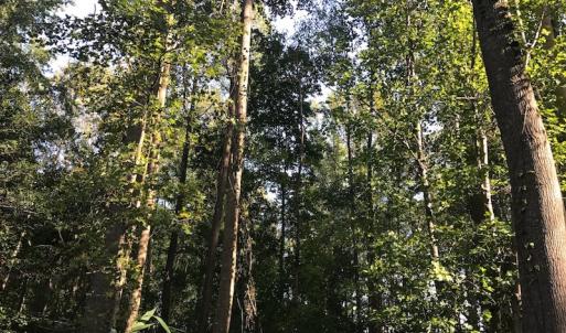 Photo of UNDER CONTRACT!  61.43 Acres of Farm and Timber Land For Sale in Wilson County NC!
