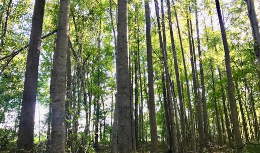 Photo of UNDER CONTRACT!  61.43 Acres of Farm and Timber Land For Sale in Wilson County NC!